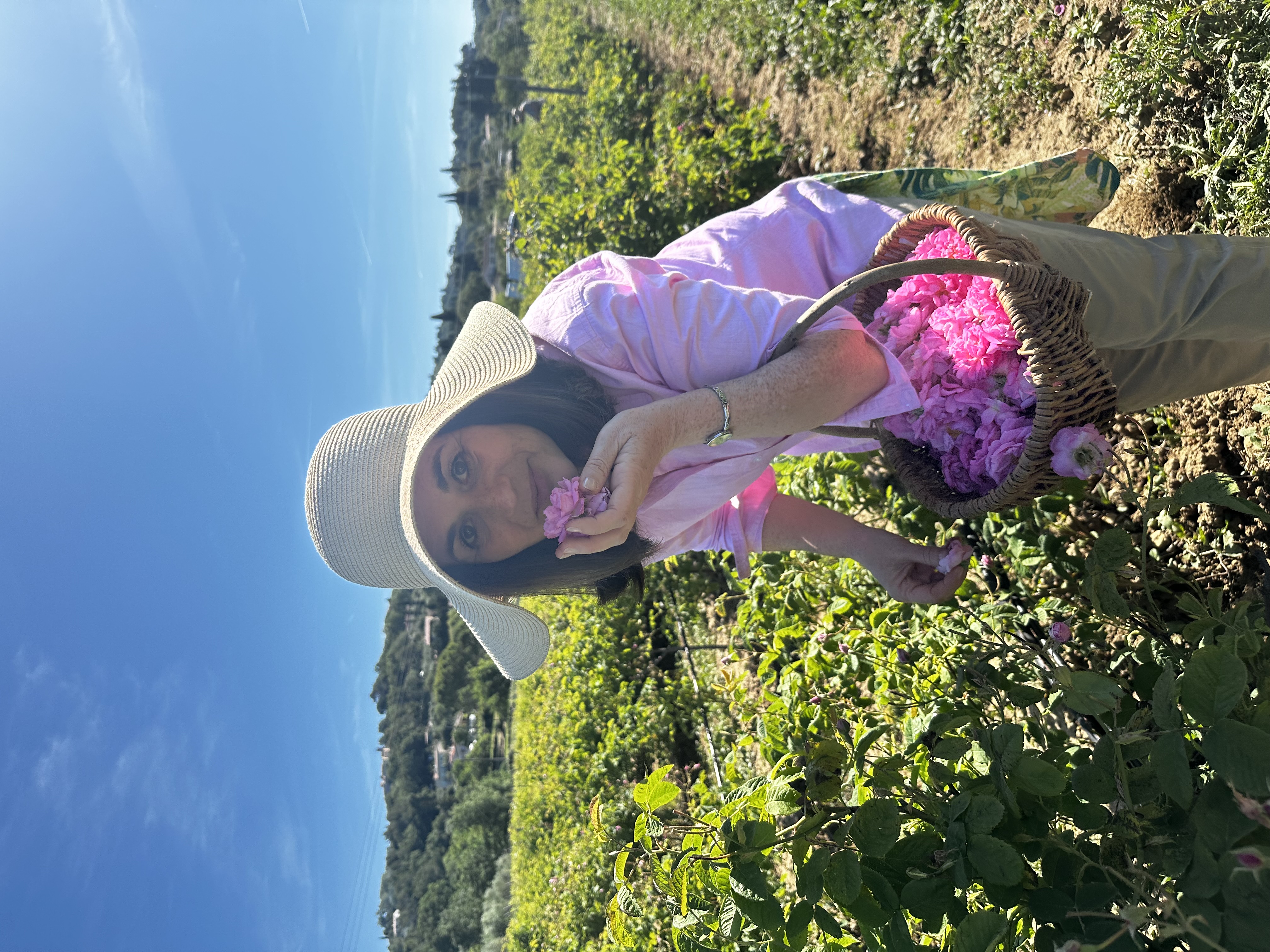 cueillette-rose-centifolia-grasse-atelier