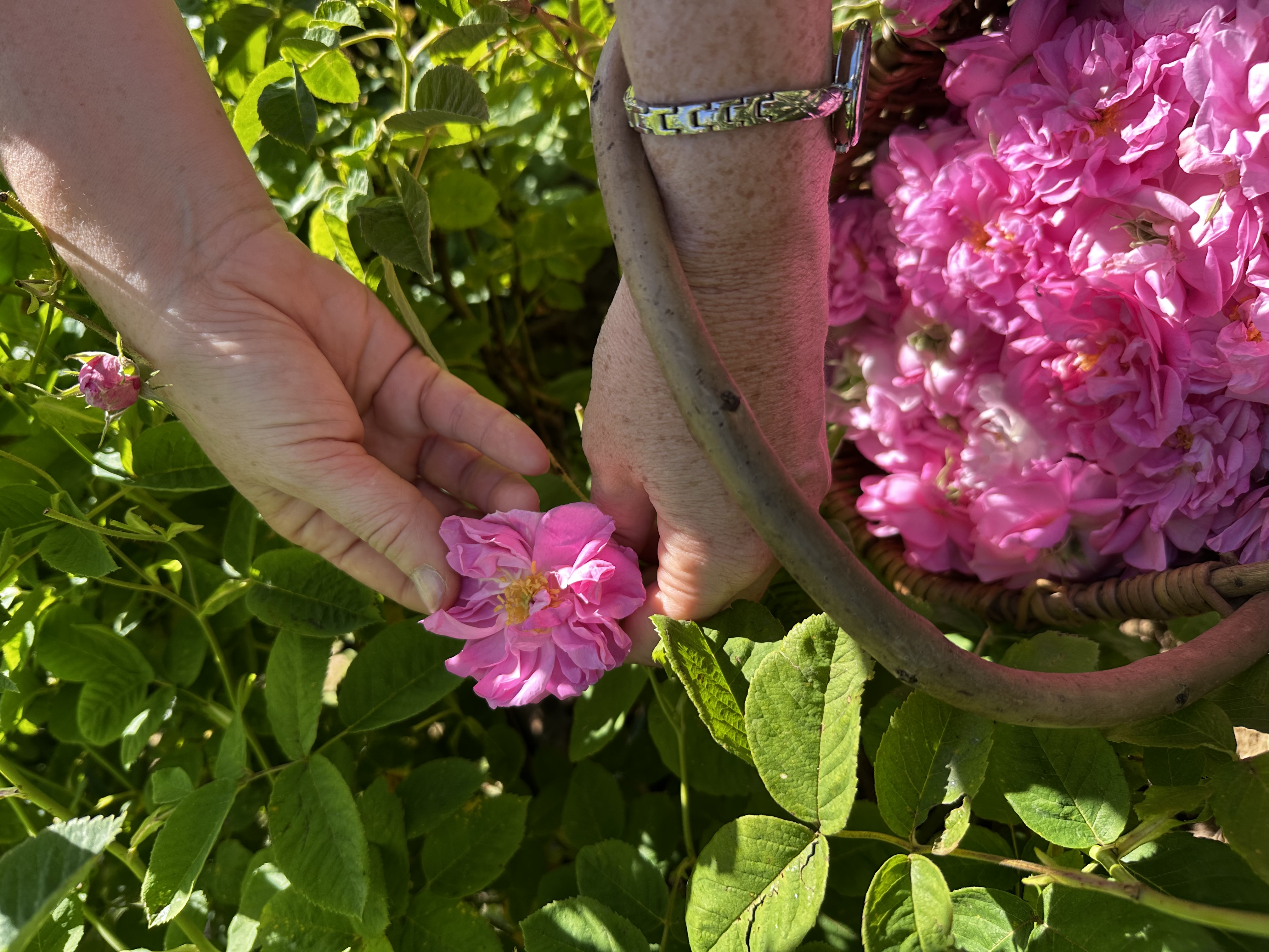rose-centifolia-grasse-atelier